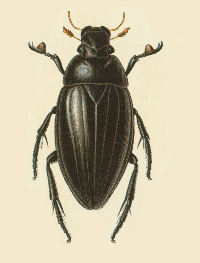 Hydrous piceus, adult, dorsal view