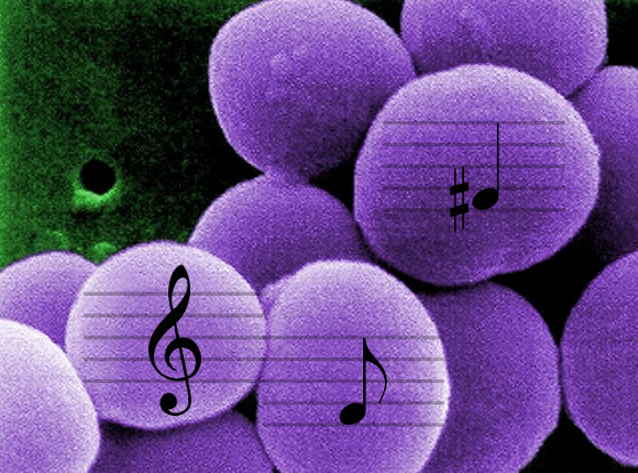 Staphylococcus Aureus