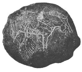 Paleolithic rock drawing