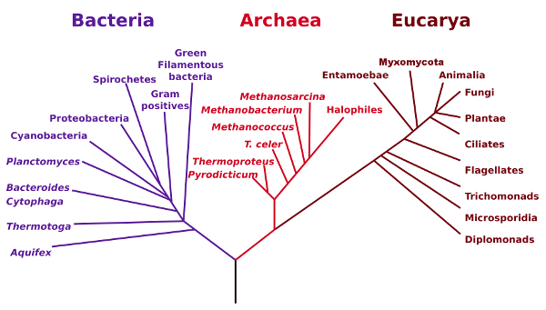 Phylogenetic Tree of Life