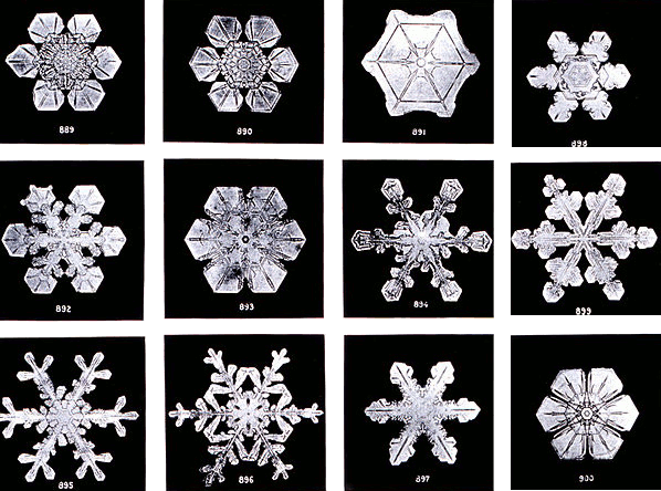 Snowflakes photographed at Jericho, Vermont, by Wilson Alwyn Bentley (1902).