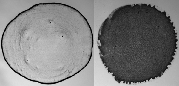 Coffee rings with spherical and ellipsoidal particles.
