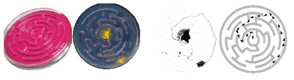 Maze solved by slime mould P. polycephalum