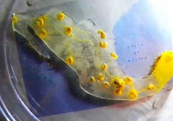 Physarum solution to Mexican highway routing