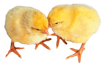 chicks