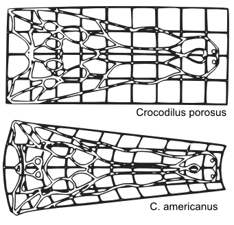 Crocodile transformation