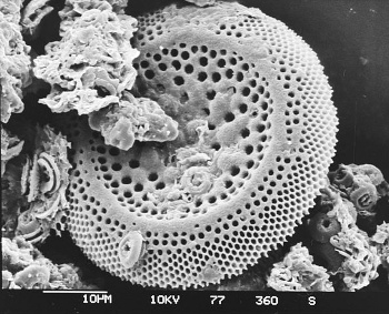 Diatom Fossil