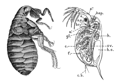 Land flea and water flea (Daphnia)