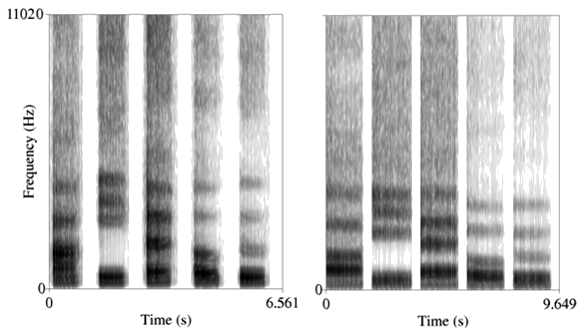 Spectrograms of vowel sounds