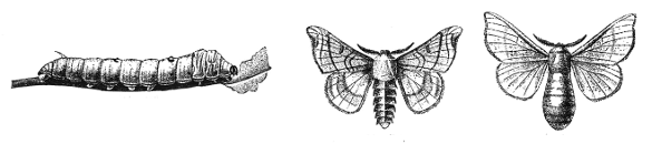 Bombyx mori (silkworm)