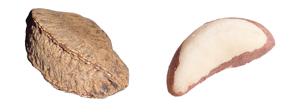 Brazil nut