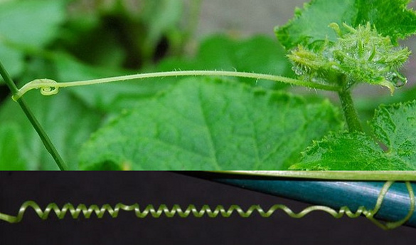Cucumis sativus tendril