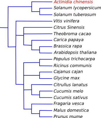 kiwifruit evolutionary tree