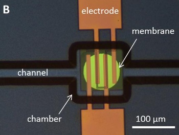 Electrolytic combustion actuator