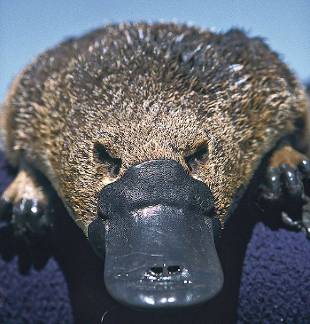 Platypus (Ornithorhynchus anatinus)
