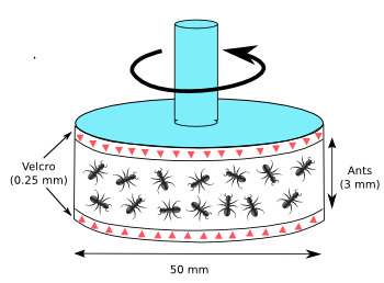 Fire ant rheometer