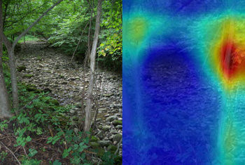 Swamp attributes of a brook image