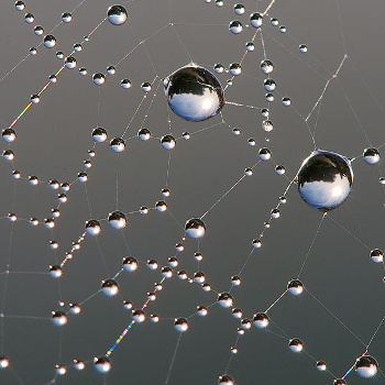 Spider web with dew drops at sunrise