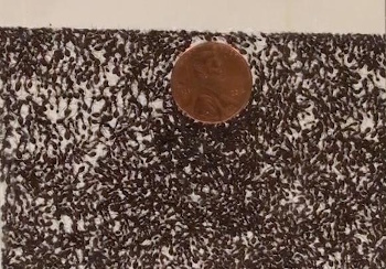 A penny dropped on a pile of fire ants