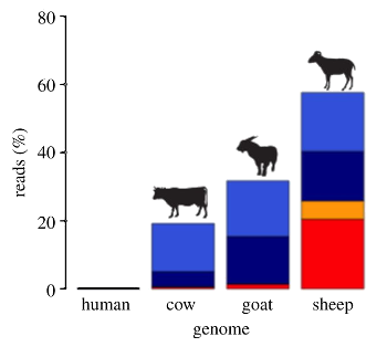 Parchment match to sheep genome