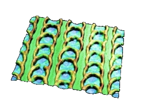 A 3-D image of the scale-like structure.