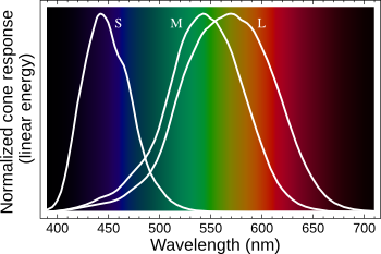 Visual response of retinal S,M and L cones
