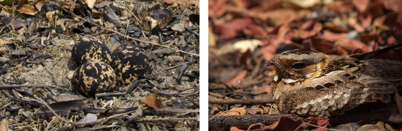 Camouflaged eggs of the Bronze-Wing Courser (photo: Claire Spottiswoode) and a Fiery-Necked Nightjar (photo: Jolyon Troscianko)