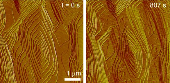 Calcium oxalate monohydrate crystal dissolution