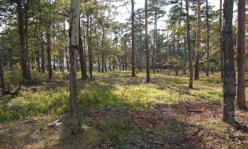 New Jersey forest scene