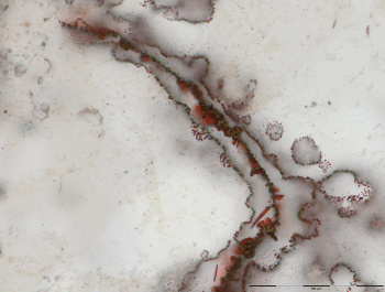 Hematite_filament from the Nuvvuagittuq formation, Quebec, Canada