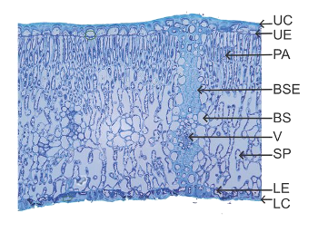 Leaf structure in cross section