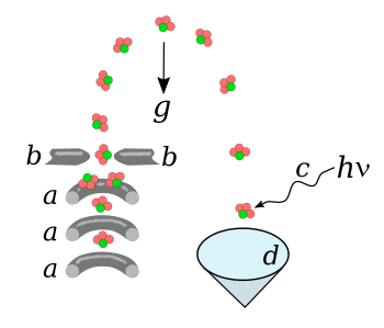 A molecular fountain of ammonia molecules