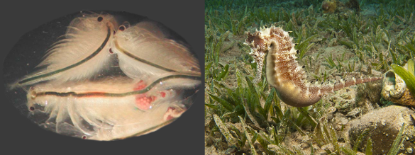 Artemia (Sea Monkeys) and a seahorse