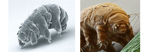 Tardigrades