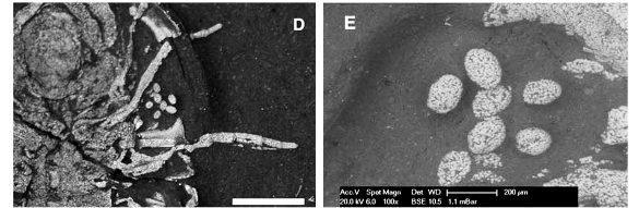 Fossil evidence of trilobite eggs (Thomas A. Hegna et al., &copy; 2017, the Geological Society of America)