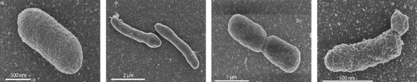 E. Coli and mixed-membrane analog cells
