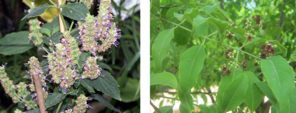 Patchouli and (sandlewood) incense, pogostemon cablin and santalum album plants