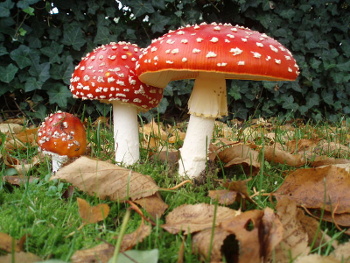 Fly agaric (Amanita muscaria)