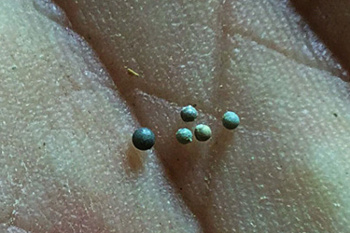 1 millimeter spheres of glass, recovered from the Tanis fossil bed.