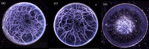 Web patterns in evaporated droplets of American whiskey