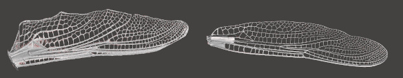 Wings of different dragonflies