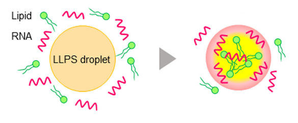 Coacervate droplet concentrating action