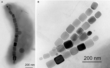 Magnetotactic bacteria magnetosomes