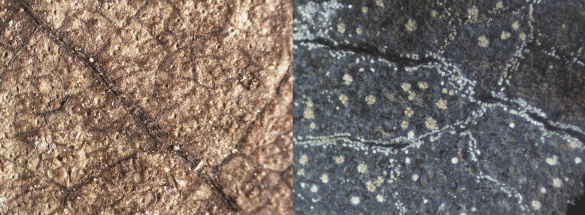 Fossil oak leaf of a Quercus neriifolia (left), compared with a leaf from a present-day oak (Quercus variabilis, right)