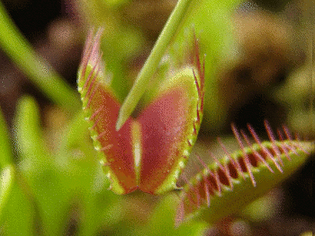 Venus fly trap animation