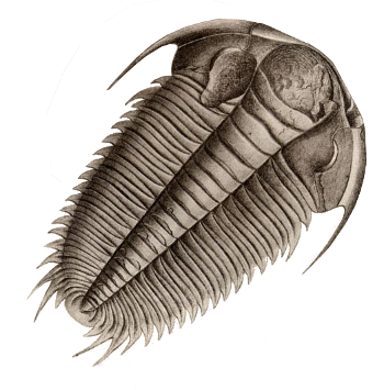 Trilobite illustration from Système silurien du centre de la Boh&ecircum;me by Joachim Barrande (1799-1883).