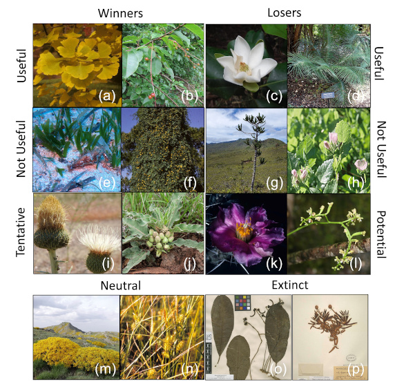 Plant winners and losers in the Anthropocene