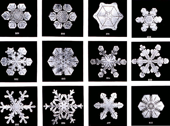 Snowflakes photographed at Jericho, Vermont, by Wilson Alwyn Bentley (1902).