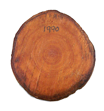 Growth rings of a seven year old Christmas tree