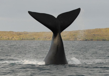 southern right whale